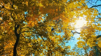 青檀隨風(fēng) | 見秋，如見你